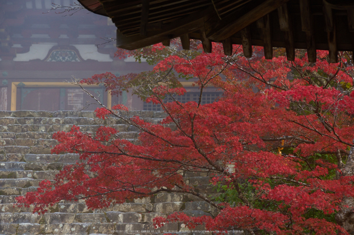 神護寺,紅葉(K32_3071,150 mm,F8,400)2015yaotomi_.jpg
