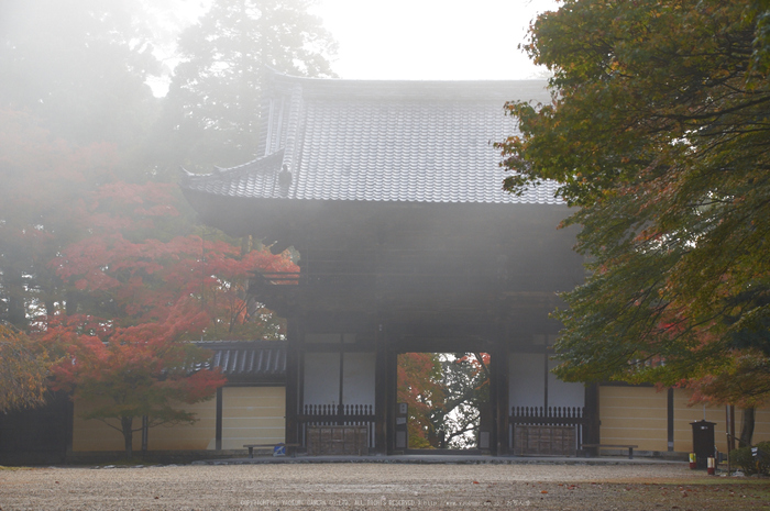 神護寺,紅葉(K32_3100,85 mm,F10,400)2015yaotomi_.jpg