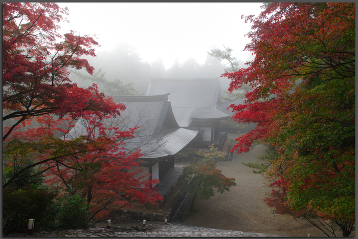 神護寺,紅葉(K32_3122fs(2)T,18-mm,F10,iso100)2015yaotomi_.jpg