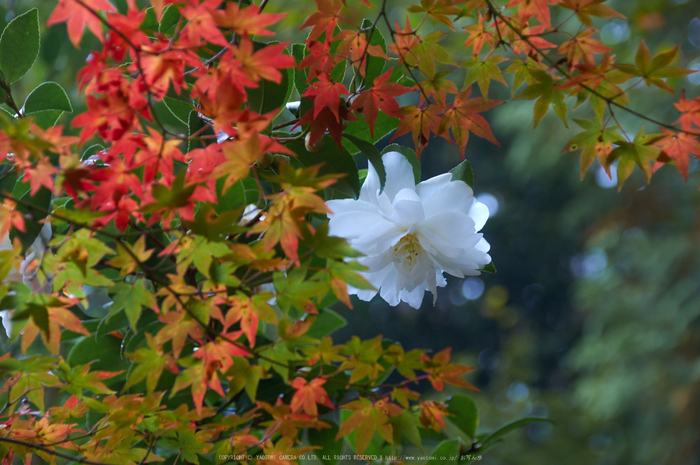 神護寺,紅葉(K32_3130,118 mm,F6.3,400)2015yaotomi_.jpg