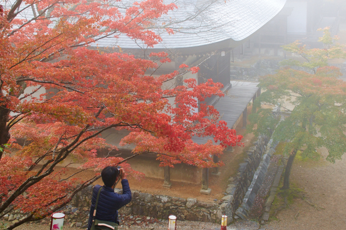 神護寺,紅葉(K32_3135,35 mm,F9,iso400)2015yaotomi_.jpg