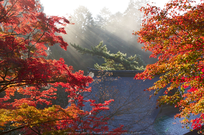 神護寺,紅葉(K32_3161,37 mm,F13,100)2015yaotomi_.jpg