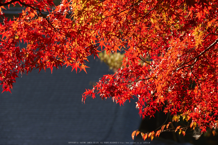 神護寺,紅葉(K32_3170,143 mm,F7.1,100)2015yaotomi_.jpg