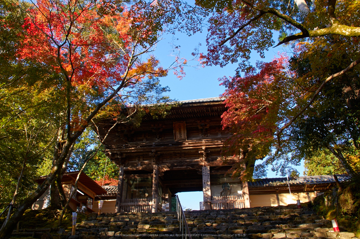 神護寺,紅葉(K32_3180,18 mm,F10,iso100)2015yaotomi_.jpg