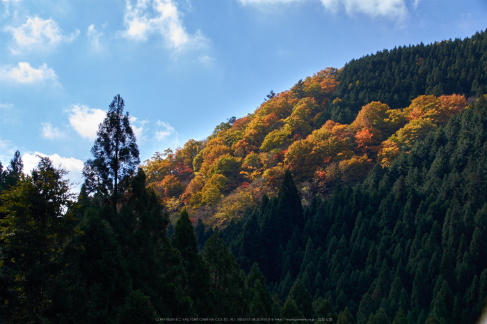 神護寺,紅葉(K32_3386,43 mm,F9,iso100)2015yaotomi_.jpg