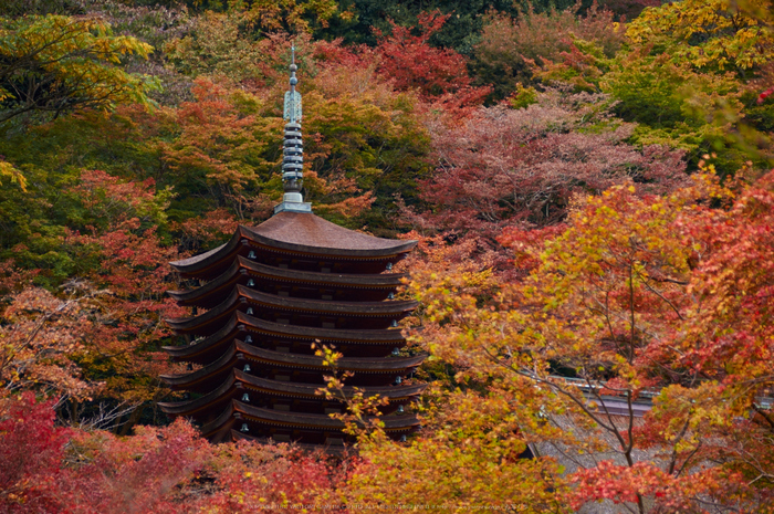 談山神社,紅葉(K32_3513,128 mm,F5.6,iso200)2015yaotomi_.jpg