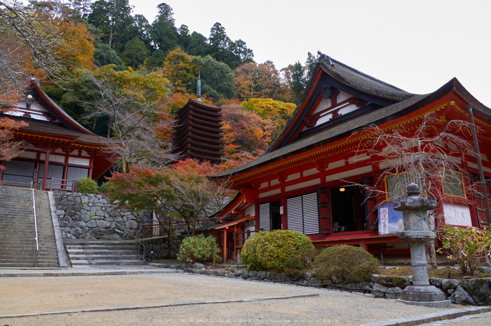 談山神社,紅葉(K32_3532,18 mm,F9,iso200)2015yaotomi_.jpg