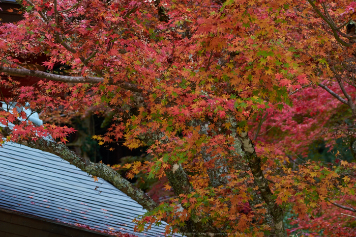 談山神社,紅葉(K32_3553,113 mm,F9,iso200)2015yaotomi_.jpg