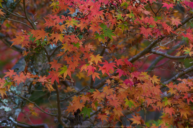 談山神社,紅葉(K32_3565,300 mm,F9,iso400)2015yaotomi_.jpg