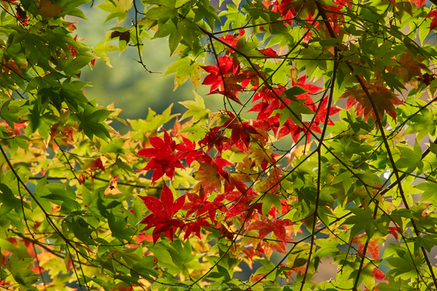 談山神社,紅葉(K32_3619,300 mm,F11,iso400)2015yaotomi_.jpg