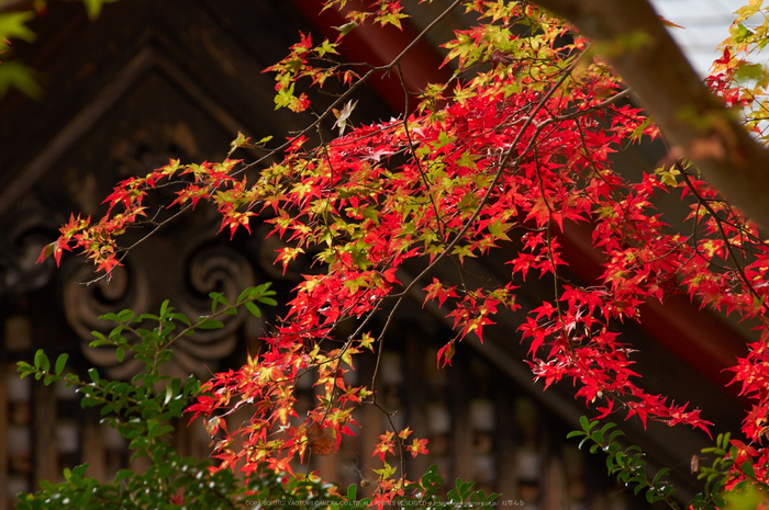 談山神社,紅葉(K32_3625,300 mm,F8,iso400)2015yaotomi_.jpg