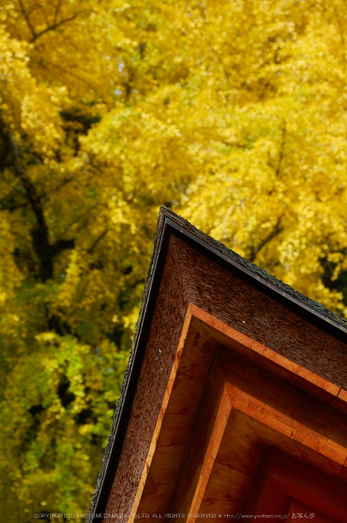 談山神社,紅葉(K32_3630,118 mm,F8,iso400)2015yaotomi_.jpg