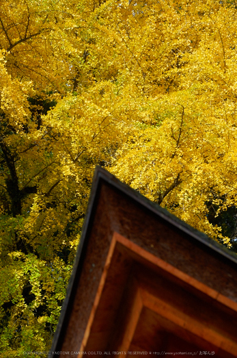 談山神社,紅葉(K32_3631,118 mm,F8,iso400)2015yaotomi_.jpg