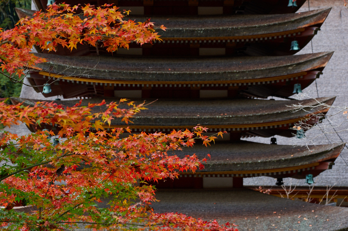 談山神社,紅葉(K32_3659,100 mm,F11,iso400)2015yaotomi_.jpg