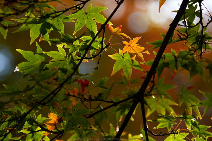 談山神社,紅葉(K32_3703,220 mm,F6.3,iso100)2015yaotomi_.jpg