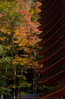 談山神社,紅葉(K32_3733,43 mm,F10,iso100)2015yaotomi_.jpg