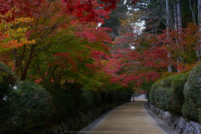 高野山,紅葉(K32_2473,35 mm,F13,iso200)2015yaotomi_.jpg