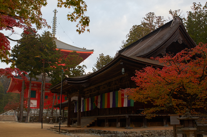 高野山,紅葉(K32_2484,24 mm,F8,iso200)2015yaotomi_.jpg