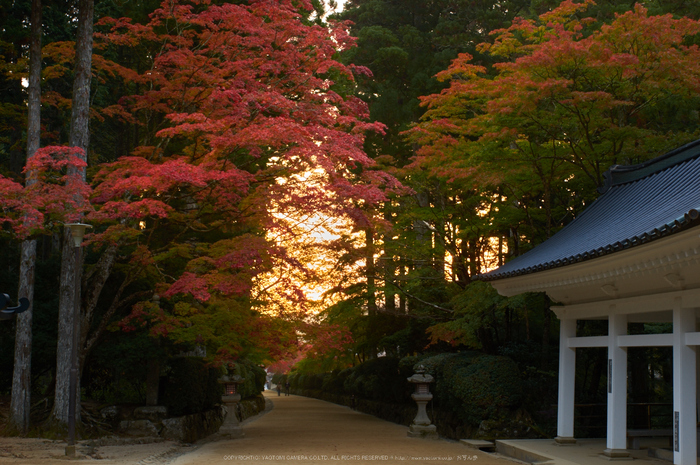 高野山,紅葉(K32_2492,33 mm,F14,iso200)2015yaotomi_.jpg