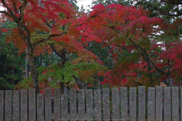 高野山,紅葉(K32_2499_2RR,40 mm,F11,iso200)2015yaotomi_.jpg