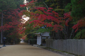 高野山,紅葉(K32_2506RRf,58 mm,F13,iso200)2015yaotomi_.jpg