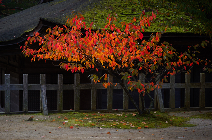 高野山,紅葉(K32_2509,70 mm,F8,iso200)2015yaotomi_.jpg