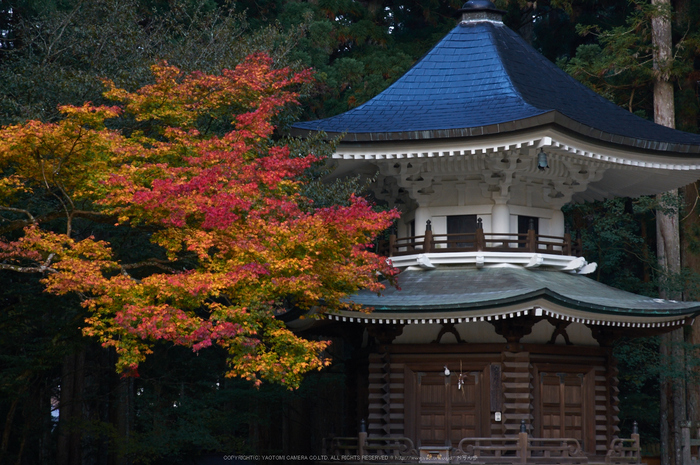 高野山,紅葉(K32_2520a,70 mm,F8,iso400)2015yaotomi_.jpg