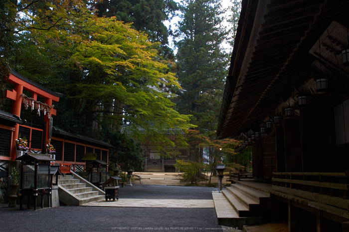 高野山,紅葉(K32_2534,24 mm,F9,iso100)2015yaotomi_.jpg