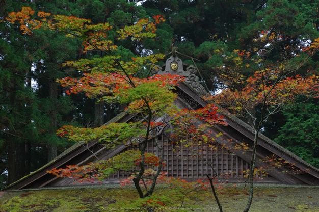 高野山,紅葉(K32_2553RR,60 mm,F13,iso100)2015yaotomi_ 1.jpg