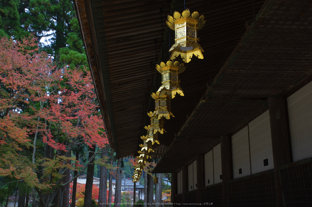 高野山,紅葉(K32_2561RR,27 mm,F13,iso100)2015yaotomi_.jpg