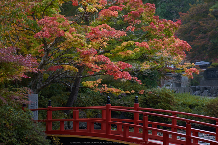 高野山,紅葉(K32_2577,70 mm,F3.2,iso100)2015yaotomi_.jpg