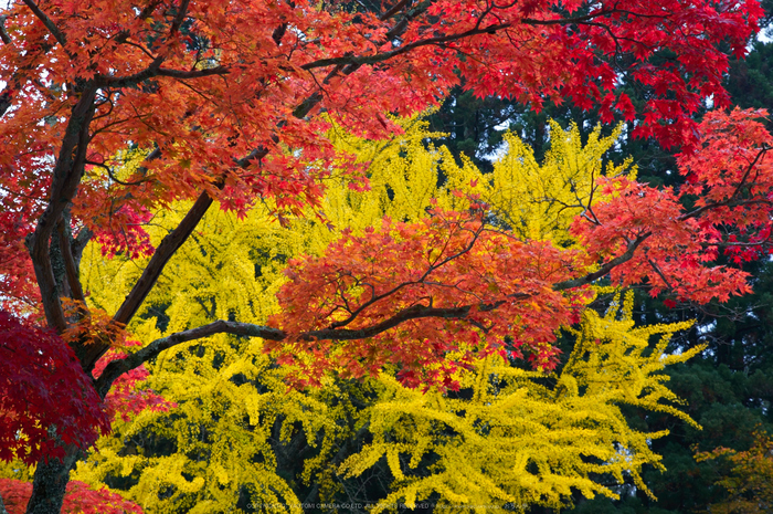 高野山,紅葉(K32_2580,70 mm,F10,iso100)2015yaotomi_.jpg