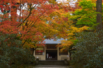 高野山,紅葉(K32_2585,53 mm,F8,iso400)2015yaotomi_.jpg