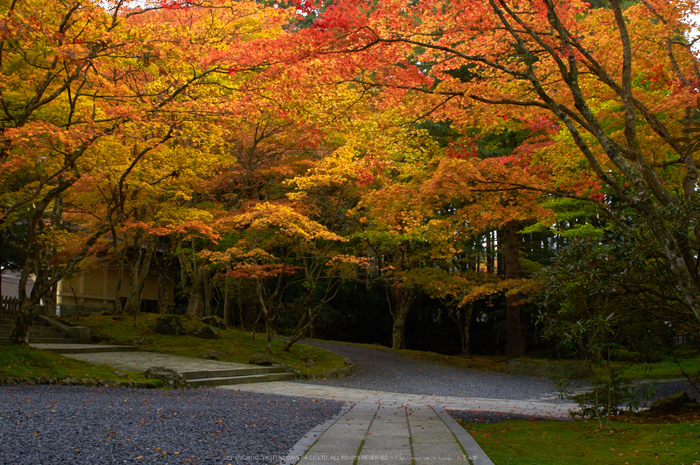 高野山,紅葉(K32_2596,24 mm,F10,iso400)2015yaotomi_ 1.jpg