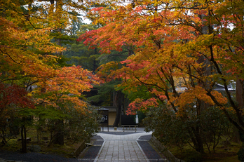 高野山,紅葉(K32_2604,48 mm,F8,iso400)2015yaotomi_.jpg