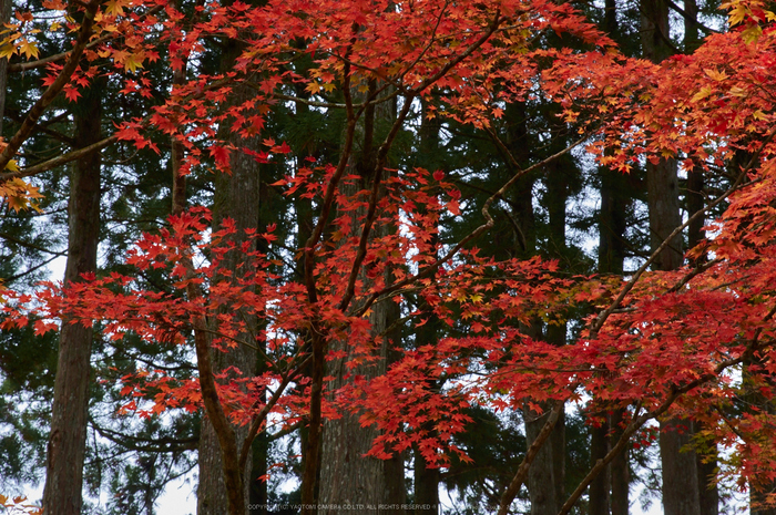 高野山,紅葉(K32_2608,70 mm,F10,iso400)2015yaotomi_.jpg