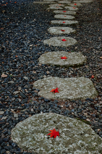 高野山,紅葉(K32_2611,36 mm,F10,iso400)2015yaotomi_.jpg