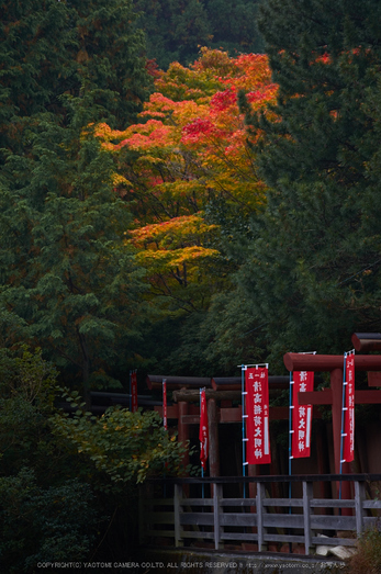 高野山,紅葉(K32_2617,108 mm,F9,iso100)2015yaotomi_.jpg