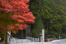 高野山,紅葉(K32_2624,35 mm,F5.6,iso100)2015yaotomi_.jpg