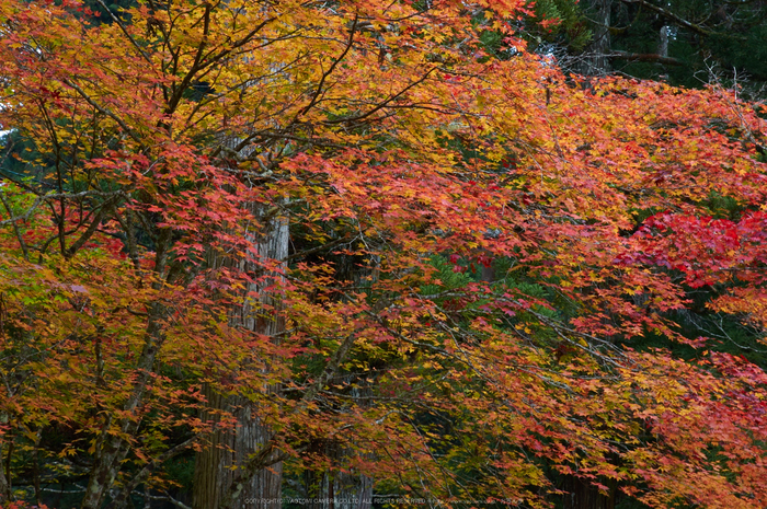 高野山,紅葉(K32_2674,70 mm,F9,iso100)2015yaotomi_.jpg