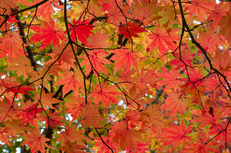 高野山,紅葉(K32_2686,40 mm,F10,iso400)2015yaotomi_.jpg