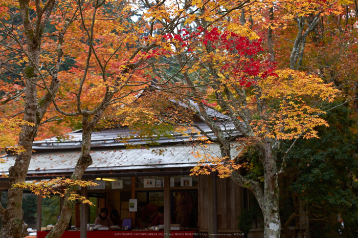高野山,紅葉(K32_2693,40 mm,F3.2,iso400)2015yaotomi_.jpg