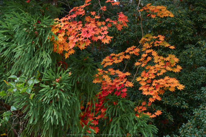 高野山,紅葉(K32_2695,70 mm,F9,iso400)2015yaotomi_.jpg