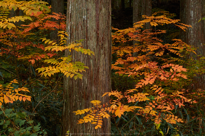 高野山,紅葉(K32_2707,70 mm,F10,iso400)2015yaotomi_.jpg