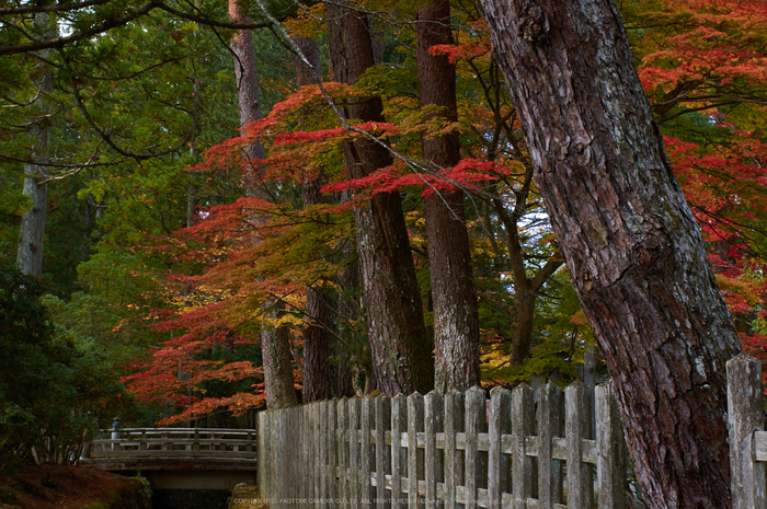 高野山,紅葉(K32_2750,36 mm,F9,iso100)2015yaotomi_.jpg