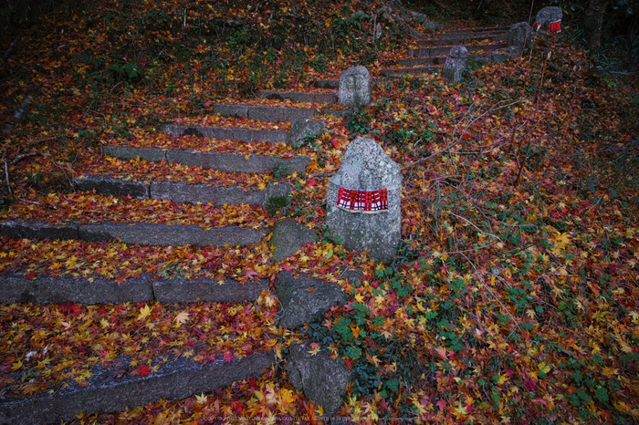 九品寺,紅葉(DP0Q0103,14 mm,F5.6)2015yaotomi_.jpg