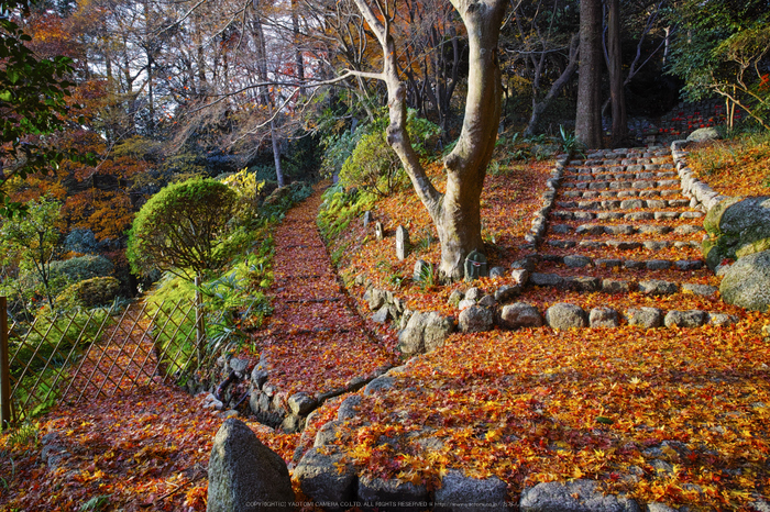 九品寺,紅葉(DP0Q0157,14 mm,F5.6)2015yaotomi_.jpg