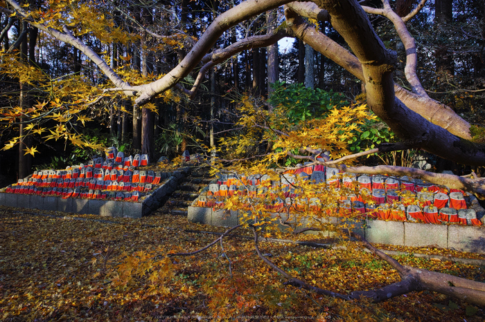 九品寺,紅葉(DP0Q0188,14 mm,F8)2015yaotomi_.jpg