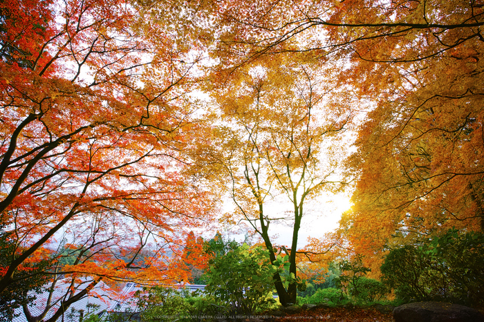 九品寺,紅葉(DP0Q0408,14 mm,F6.3)2015yaotomi_.jpg