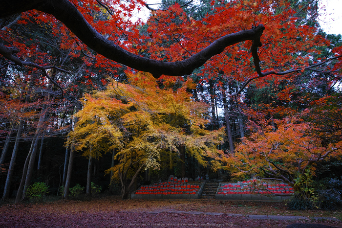 九品寺,紅葉(DP0Q0427,14 mm,F8)2015yaotomi_ 1.jpg